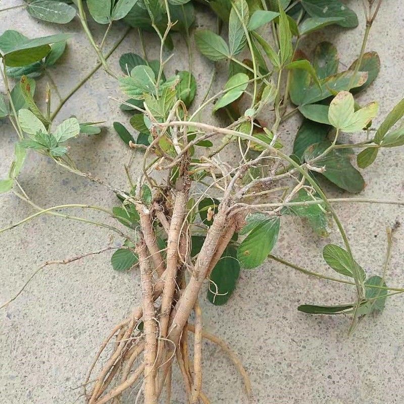 千斤拔种子钻地风一条根千金拔老鼠尾金牛尾调马桩草