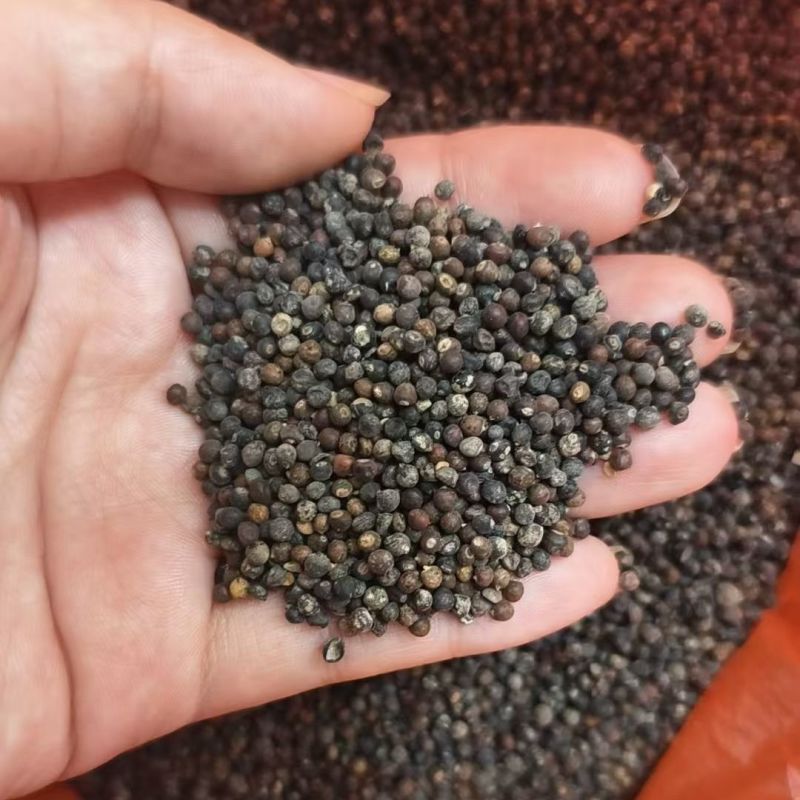 千斤拔种子钻地风一条根千金拔老鼠尾金牛尾调马桩草