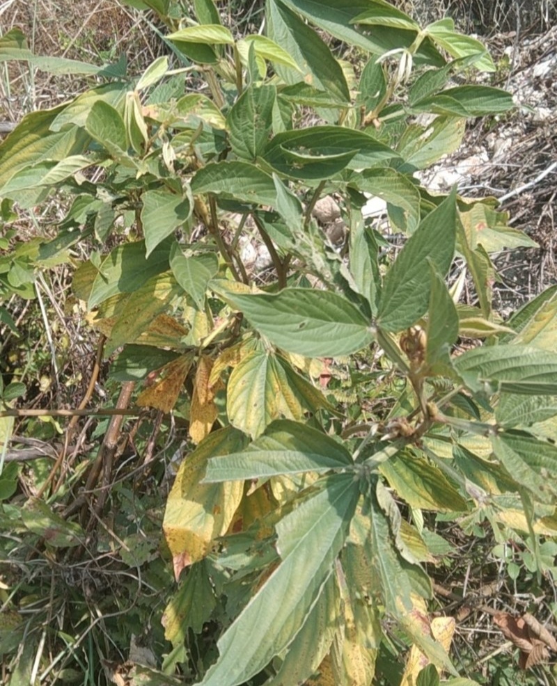 千斤拔种子钻地风一条根千金拔老鼠尾金牛尾调马桩草