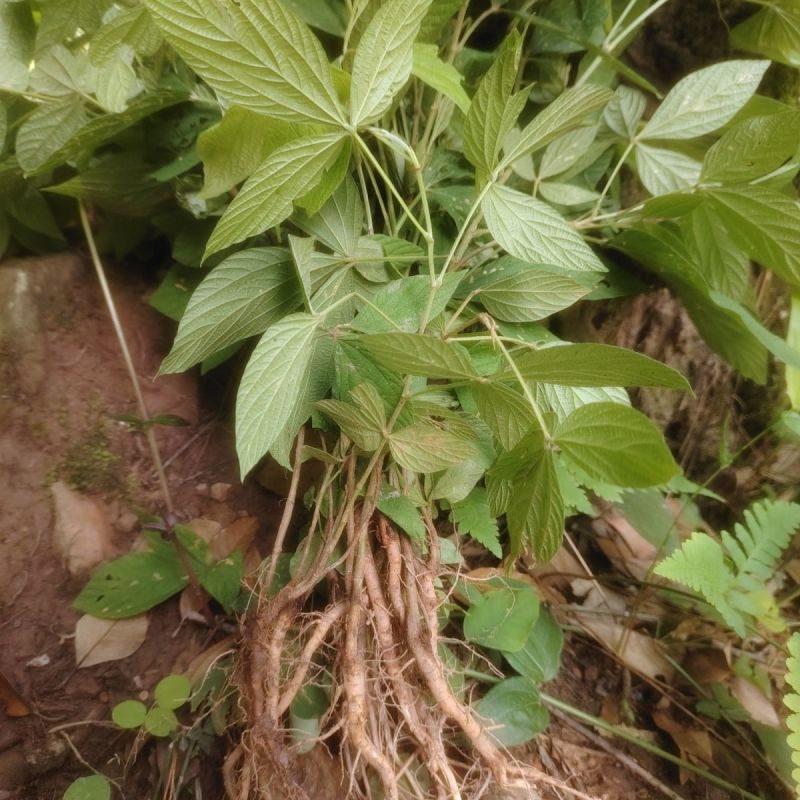千斤拔种子钻地风一条根千金拔老鼠尾金牛尾调马桩草