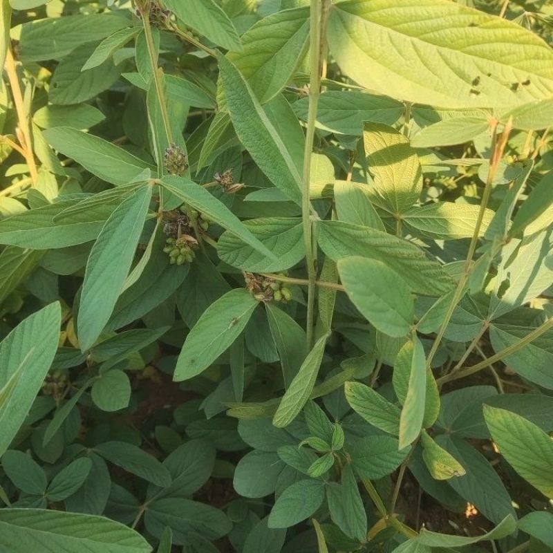 千斤拔种子钻地风一条根千金拔老鼠尾金牛尾调马桩草