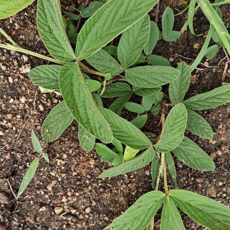 千斤拔种子钻地风一条根千金拔老鼠尾金牛尾调马桩草