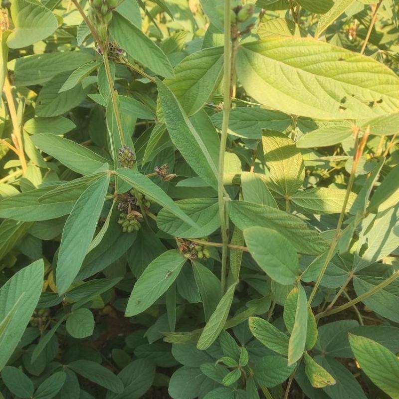 千斤拔种子钻地风一条根千金拔老鼠尾金牛尾调马桩草