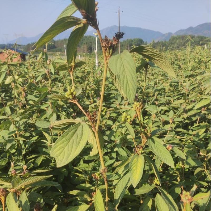 千斤拔种子钻地风一条根千金拔老鼠尾金牛尾调马桩草
