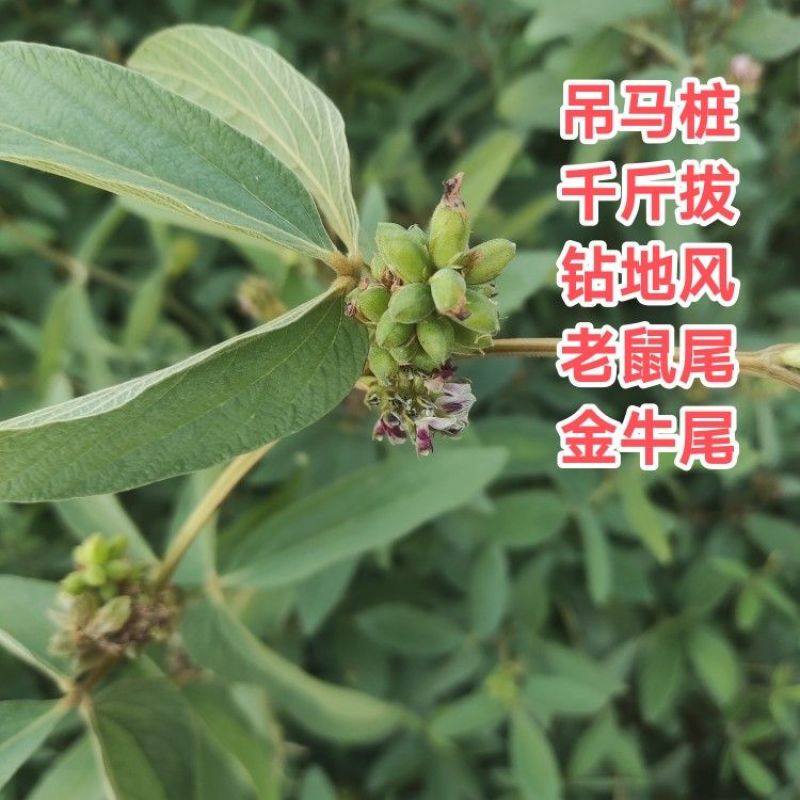千斤拔种子钻地风一条根千金拔老鼠尾金牛尾调马桩草