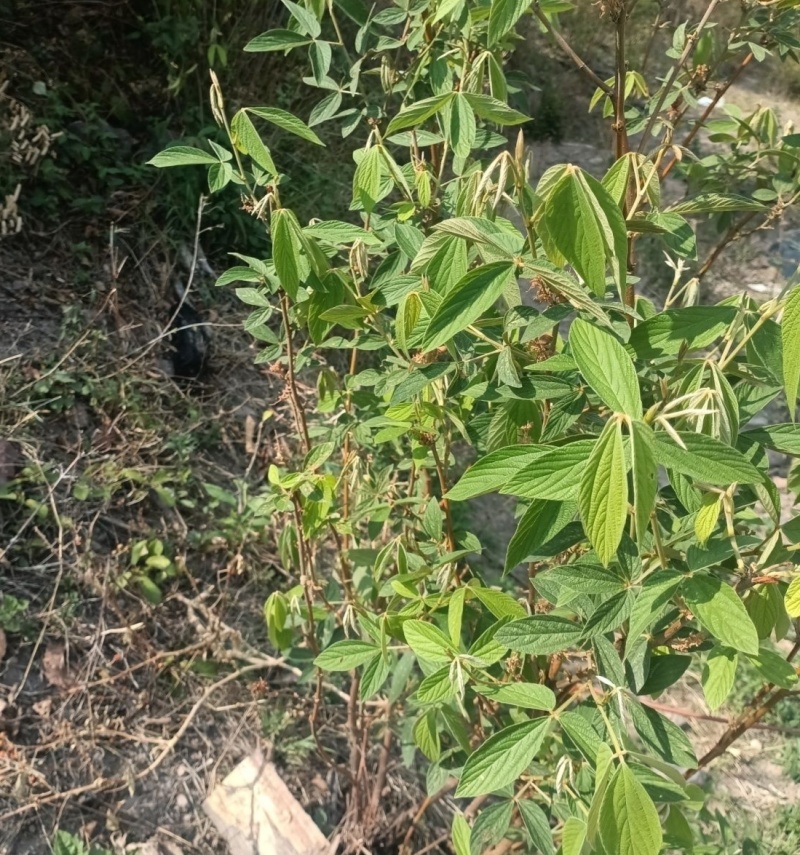 千斤拔种子钻地风一条根千金拔老鼠尾金牛尾调马桩草