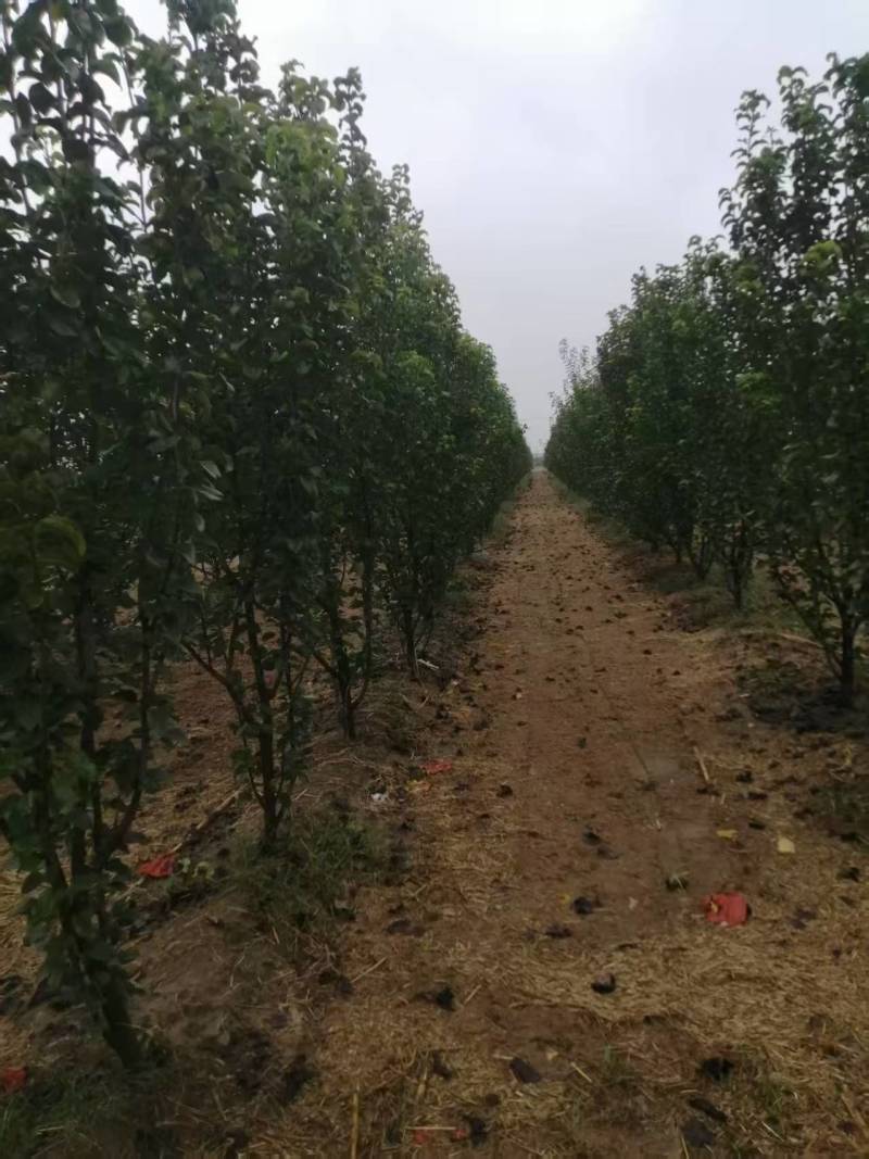 大量供应果树