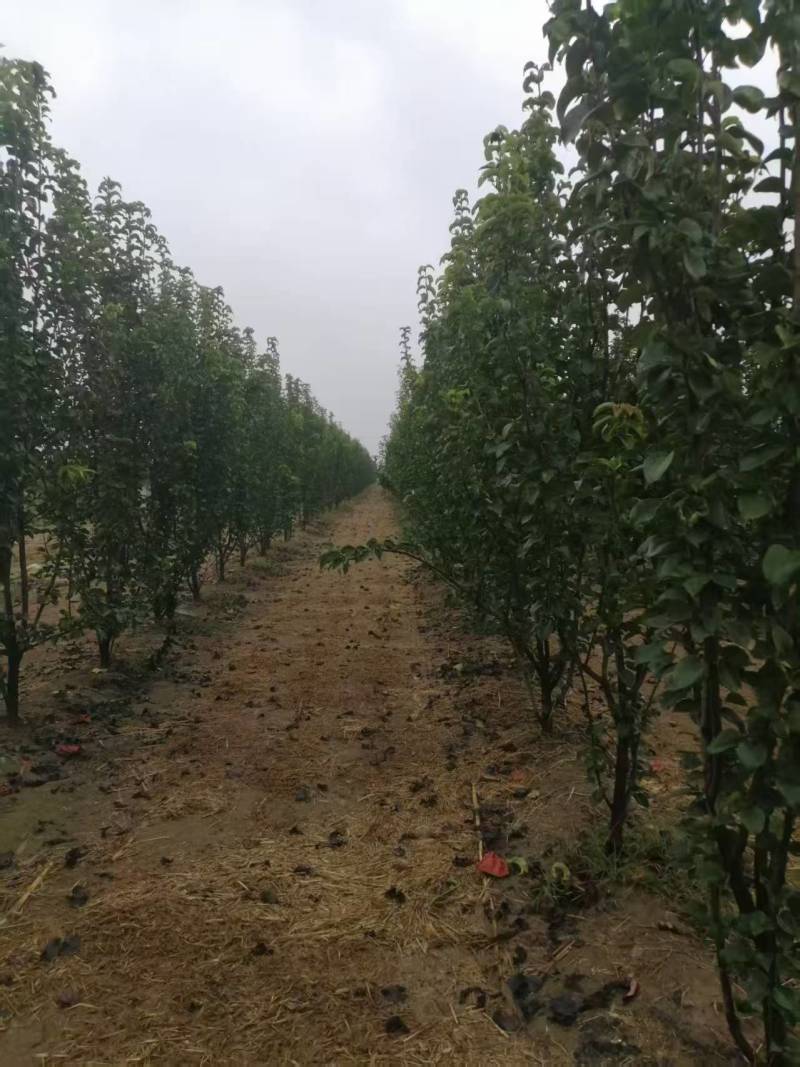 大量供应果树