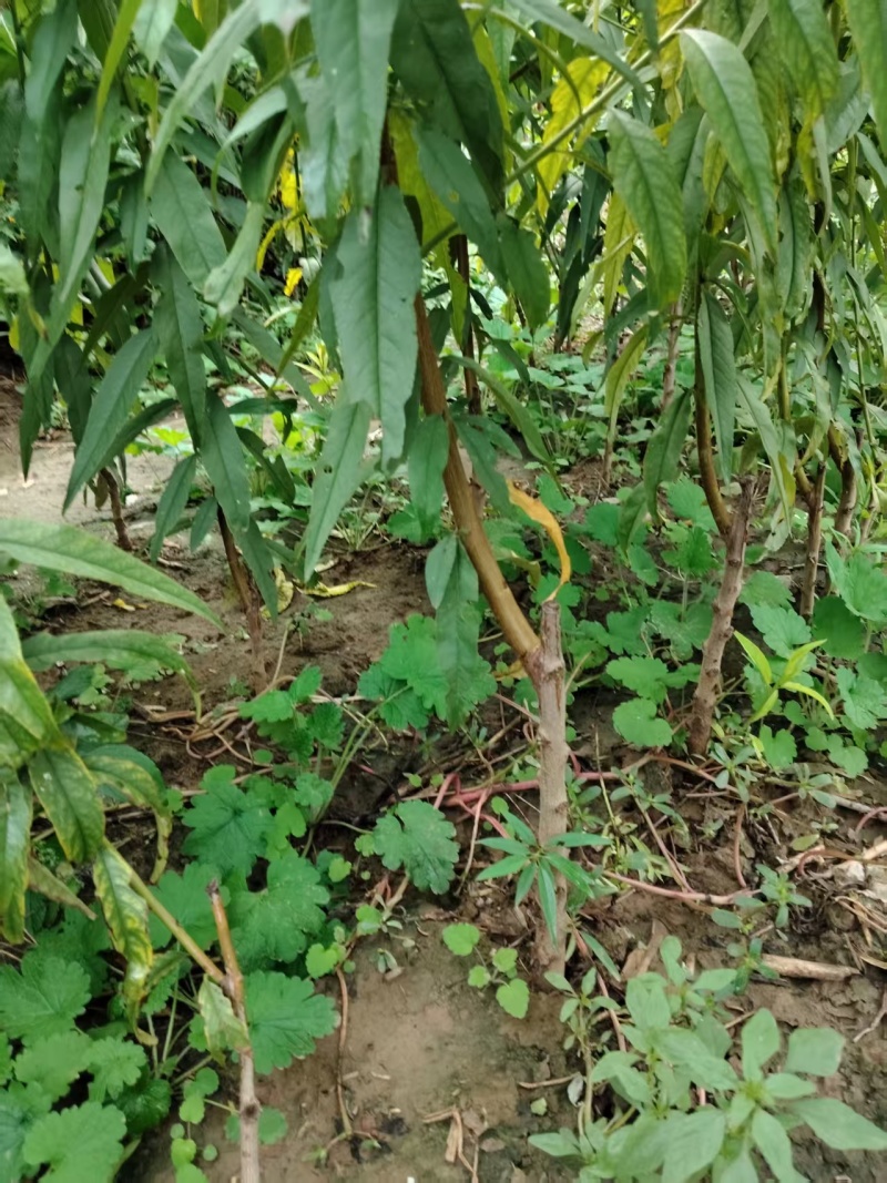 大量供应果树