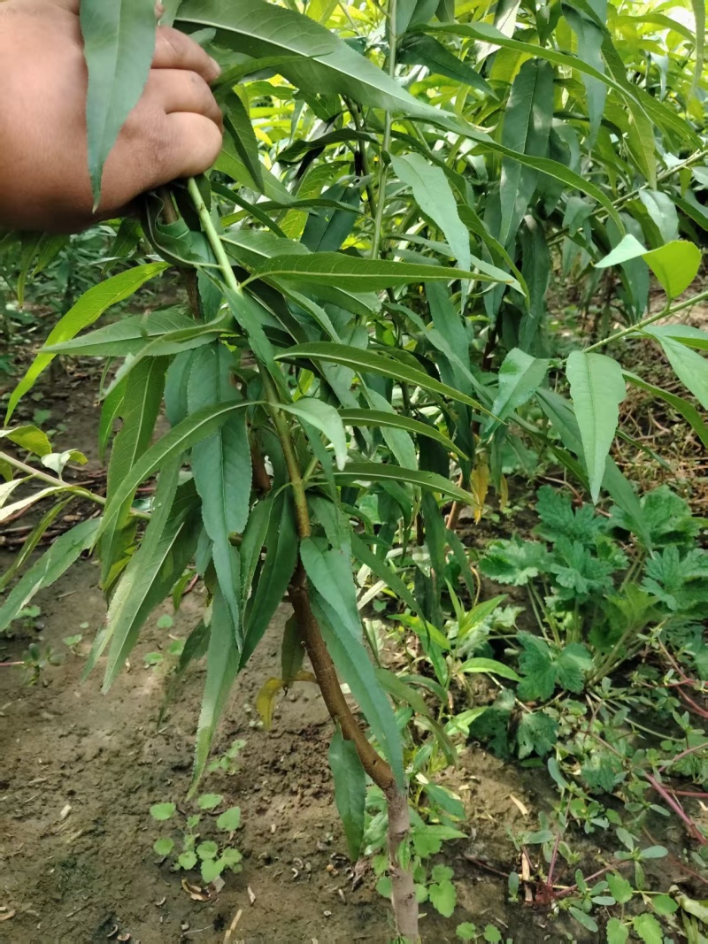 大量供应果树