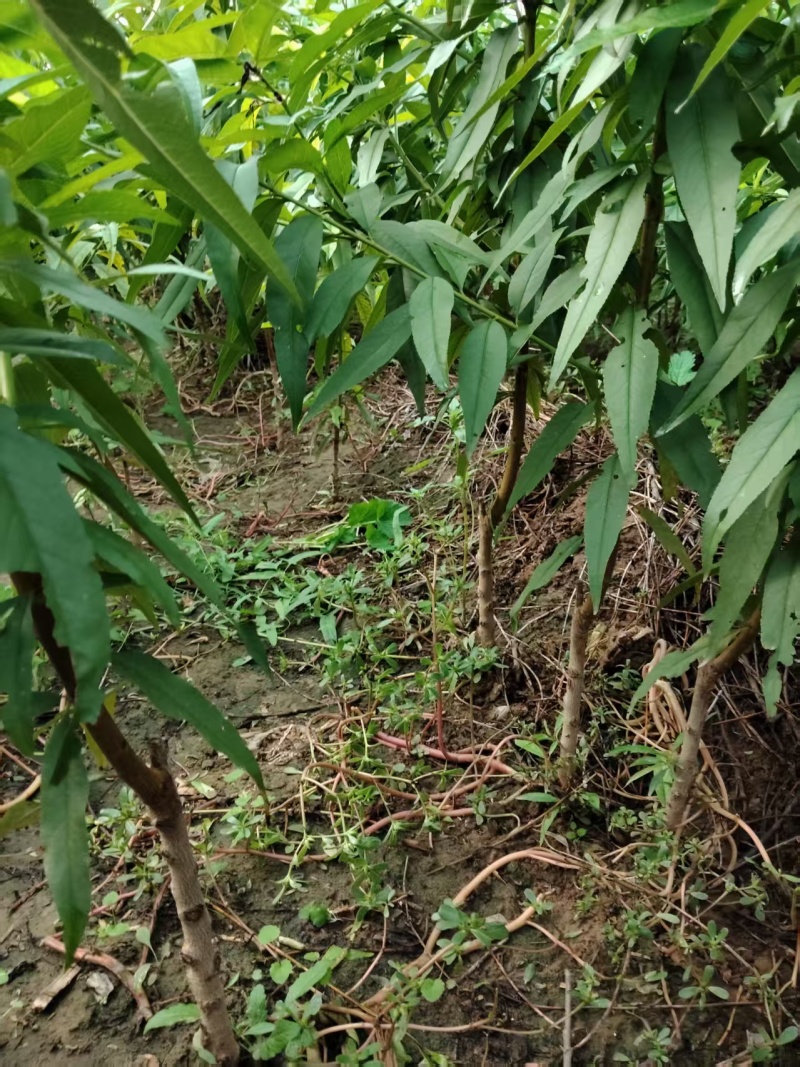 大量供应果树