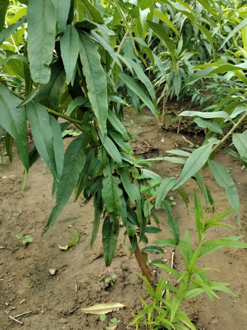 大量供应果树