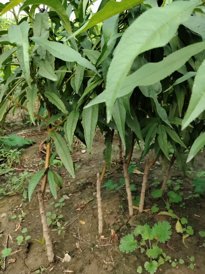 大量供应果树