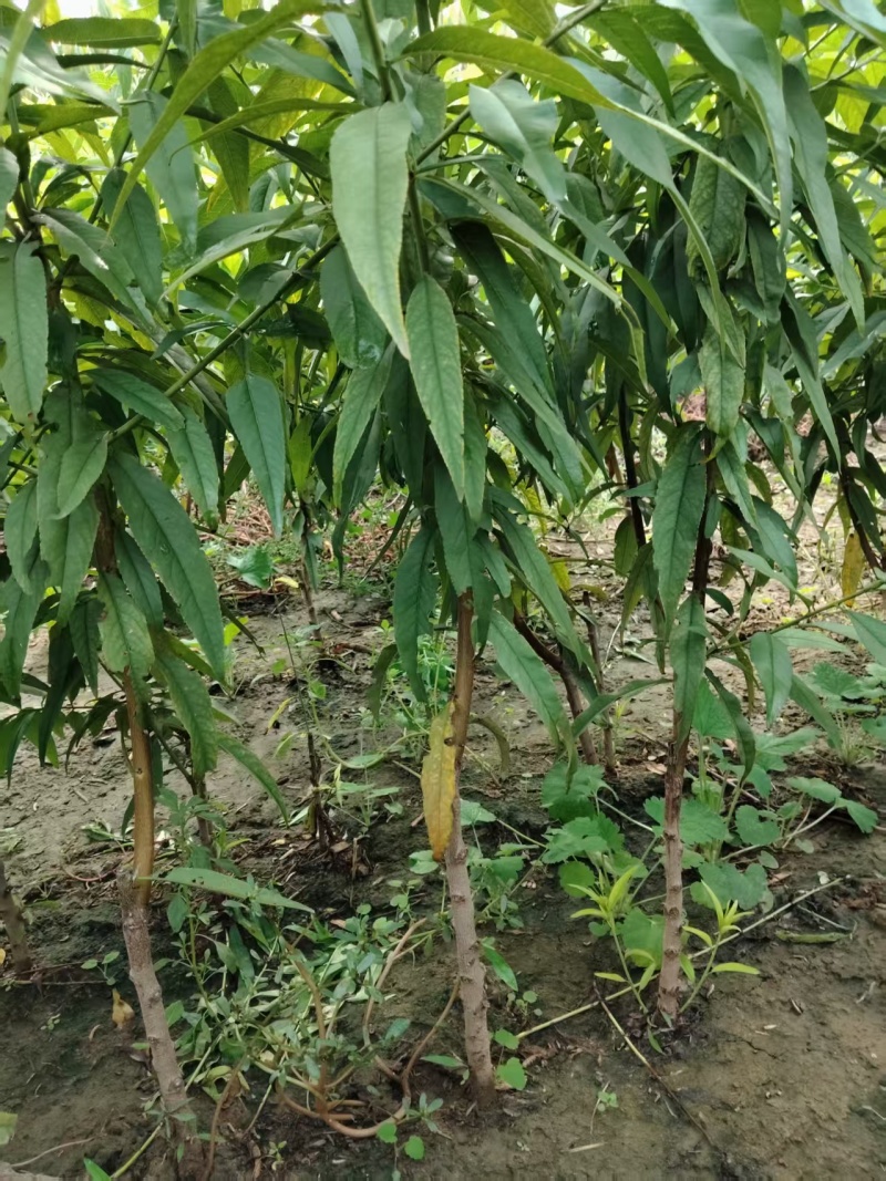 大量供应果树