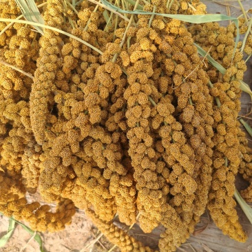 黄谷穗