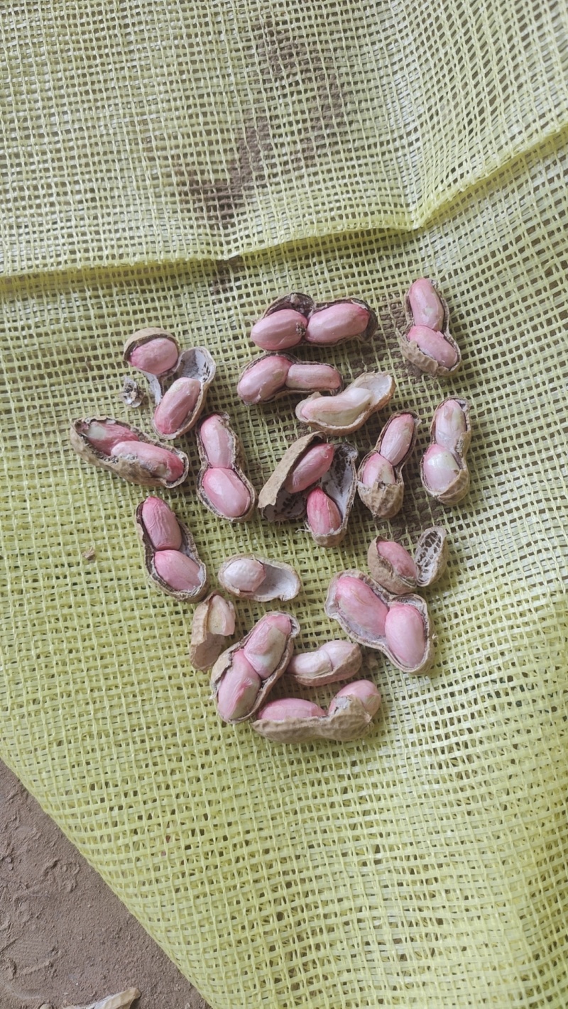 河南开封花生