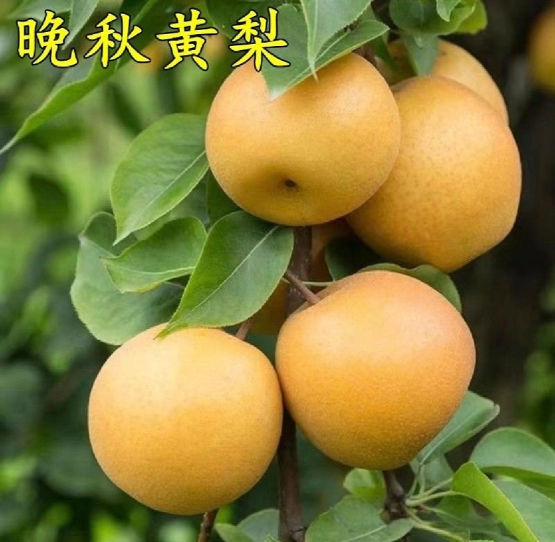 宁陵精品梨晚秋黄梨货源充足价格实惠欢迎联系