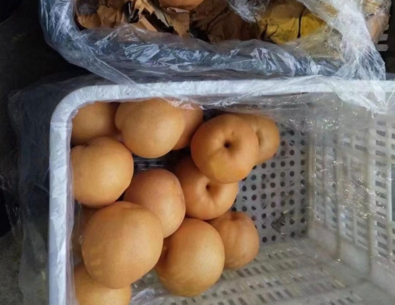 宁陵精品梨晚秋黄梨货源充足价格实惠欢迎联系