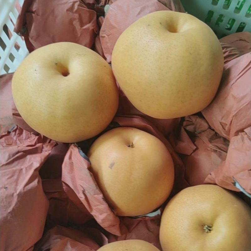 宁陵精品梨晚秋黄梨货源充足价格实惠欢迎联系