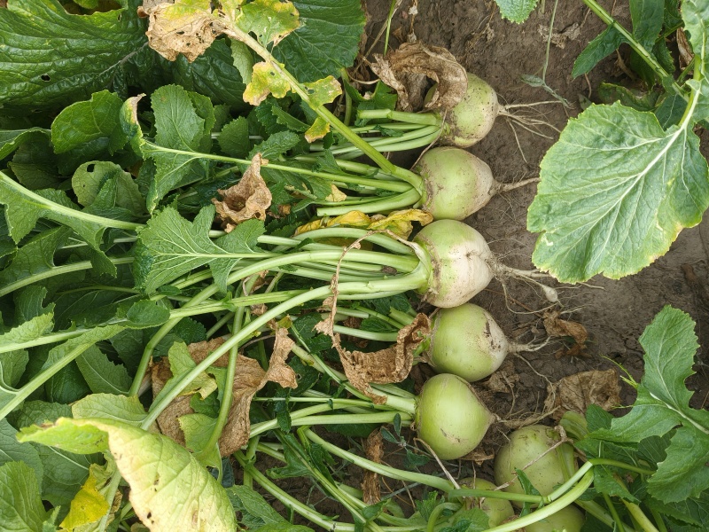 精品芥菜大量上市产地直发保质保量欢迎新老客户采购