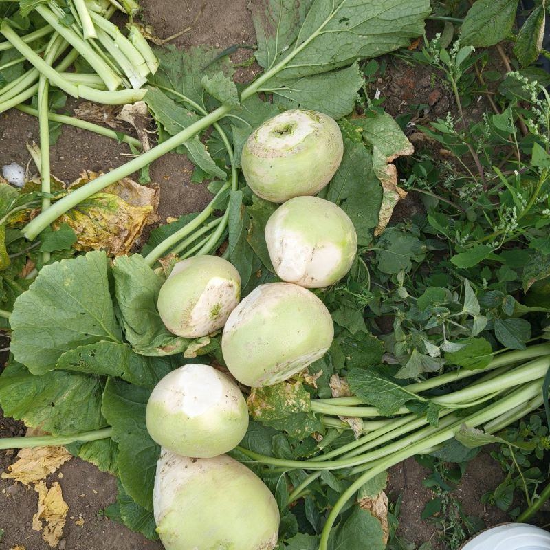精品芥菜大量上市产地直发保质保量欢迎新老客户采购