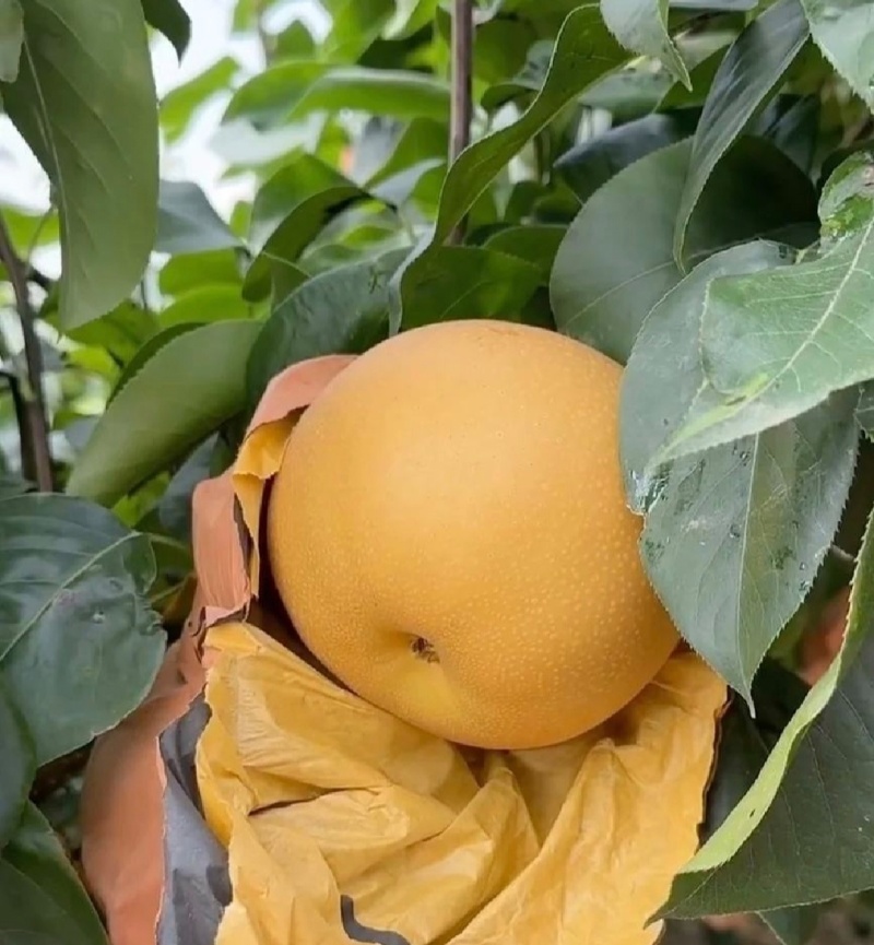 1推荐宁陵梨晚秋黄梨基地直供货源充足量大从优联系