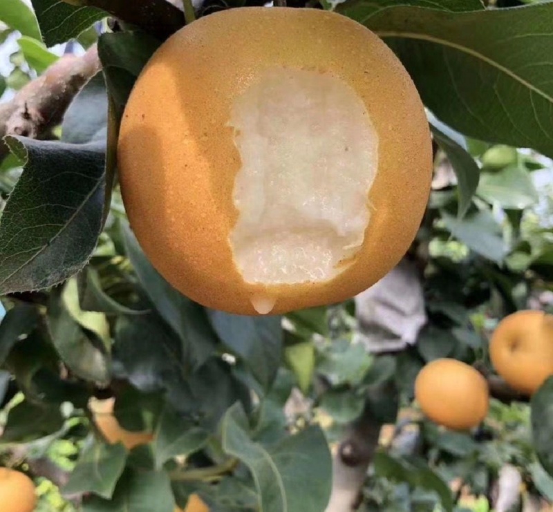 1推荐宁陵梨晚秋黄梨基地直供货源充足量大从优联系