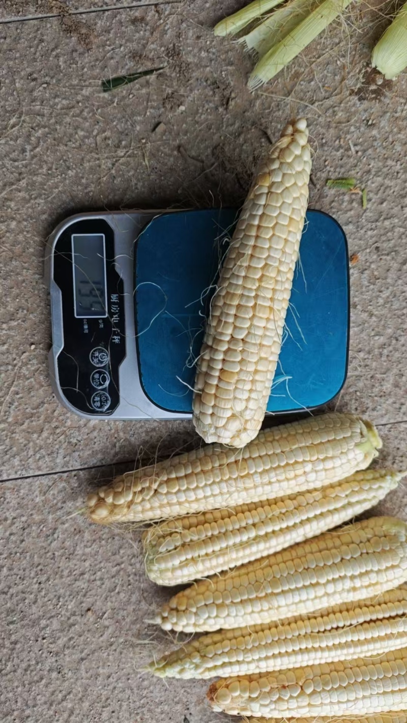 玉可恩鲜食玉米