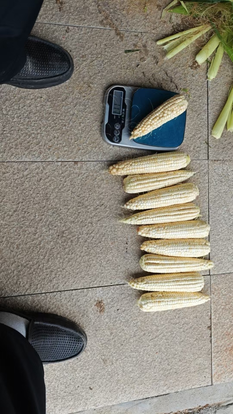 玉可恩鲜食玉米