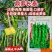 鼎优高秧辣椒鼎萝长泰螺丝椒种子特大果深绿色螺丝椒种籽