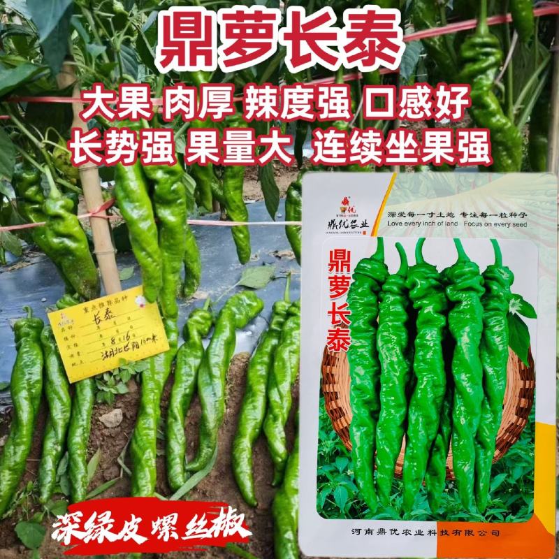 鼎优高秧辣椒鼎萝长泰螺丝椒种子特大果深绿色螺丝椒种籽