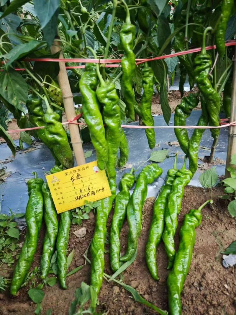 鼎优高秧辣椒鼎萝长泰螺丝椒种子特大果深绿色螺丝椒种籽