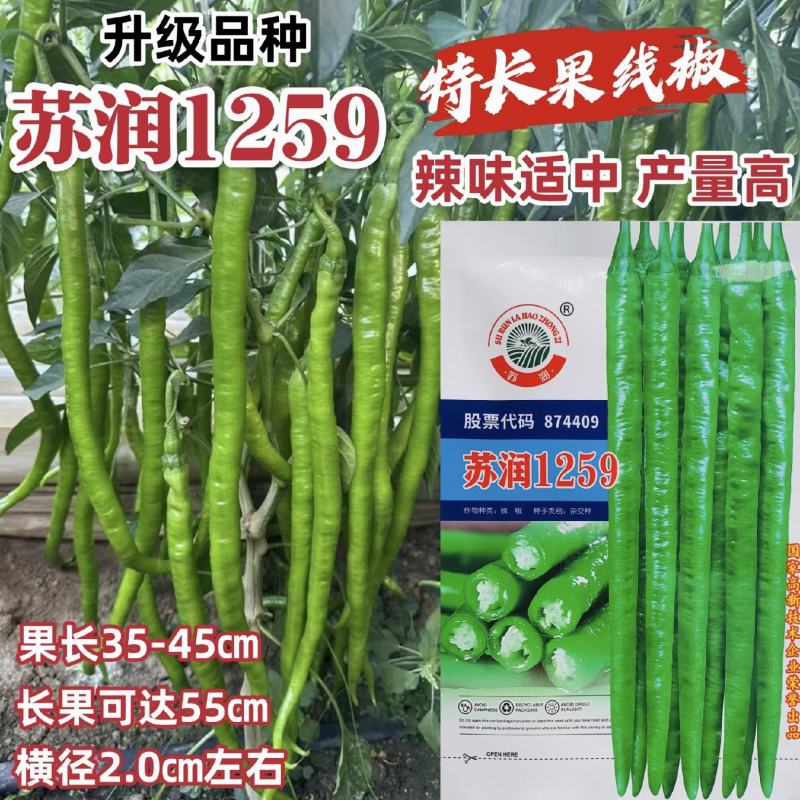 509升级苏润1259线椒种子特长条椒种籽绿色长线椒种籽