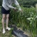 509升级苏润1259线椒种子特长条椒种籽绿色长线椒种籽
