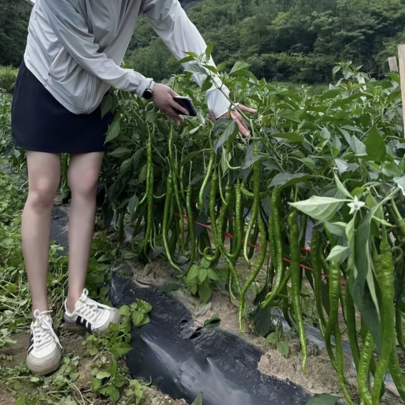 509升级苏润1259线椒种子特长条椒种籽绿色长线椒种籽