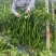 509升级苏润1259线椒种子特长条椒种籽绿色长线椒种籽