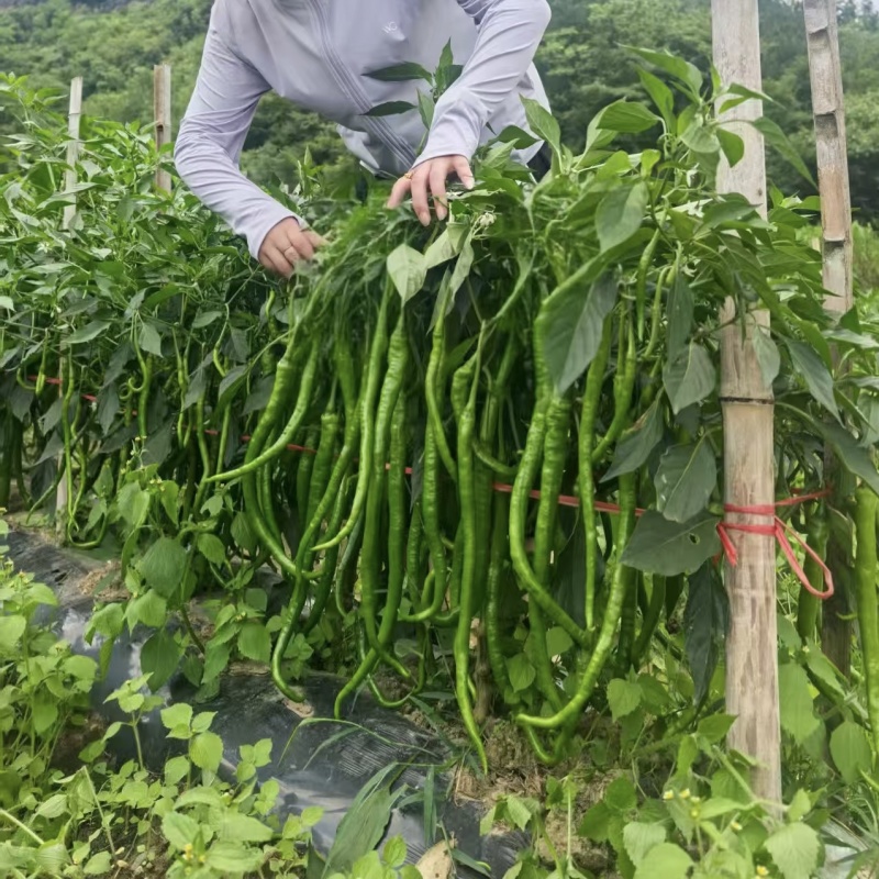 509升级苏润1259线椒种子特长条椒种籽绿色长线椒种籽