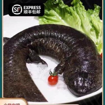 娃娃鱼食用鲜活养殖大鲵生鲜做法水产淡水冷滋补【顺丰包邮】