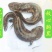 娃娃鱼食用鲜活养殖大鲵生鲜做法水产淡水冷滋补【顺丰包邮】