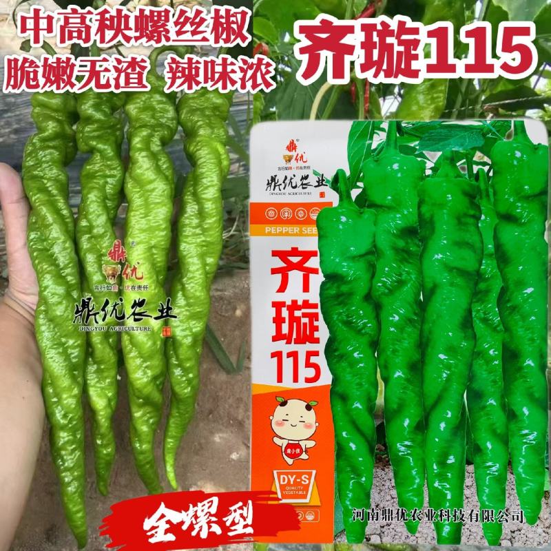 鼎优齐璇115辣椒种子香辣高产大果螺丝椒种子陇椒种子味辣
