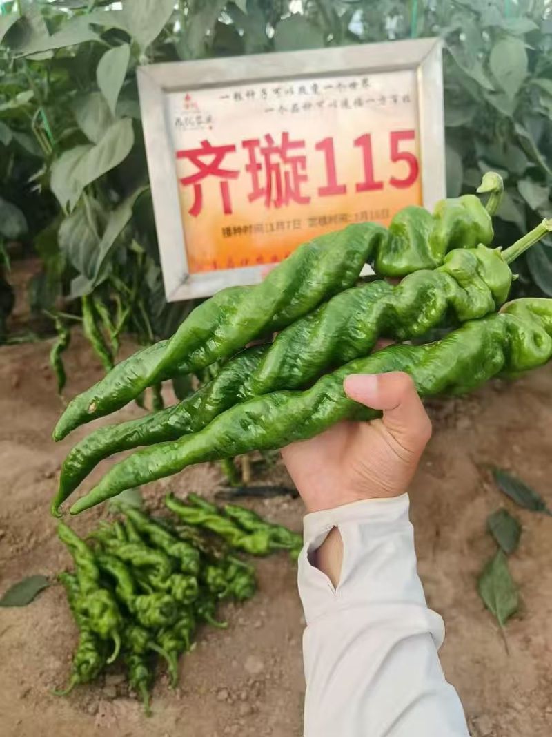 鼎优齐璇115辣椒种子香辣高产大果螺丝椒种子陇椒种子味辣