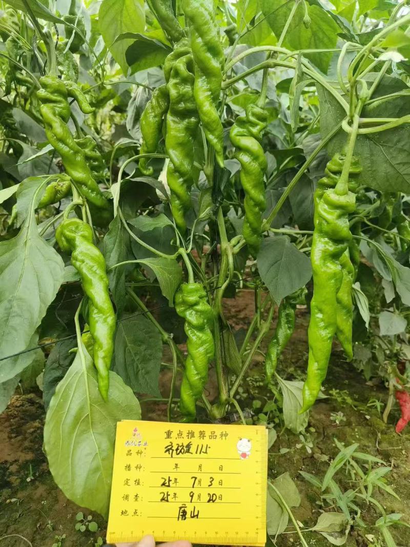 鼎优齐璇115辣椒种子香辣高产大果螺丝椒种子陇椒种子味辣