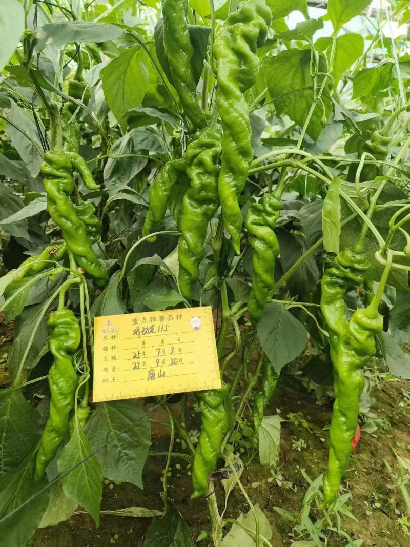 鼎优齐璇115辣椒种子香辣高产大果螺丝椒种子陇椒种子味辣