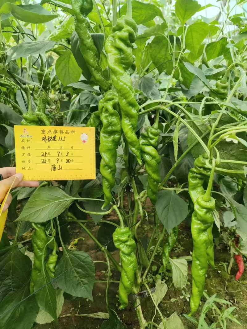 鼎优齐璇115辣椒种子香辣高产大果螺丝椒种子陇椒种子味辣