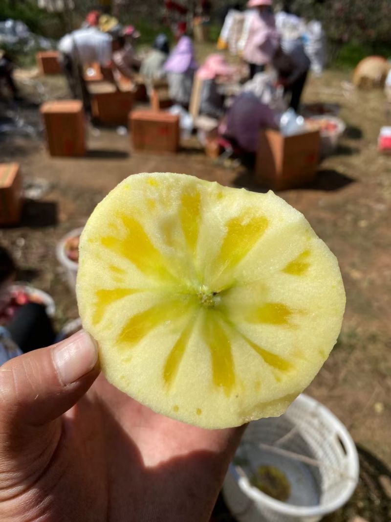 大凉山盐源糖心丑苹果