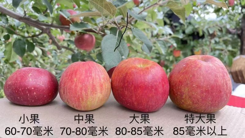 大凉山盐源糖心丑苹果