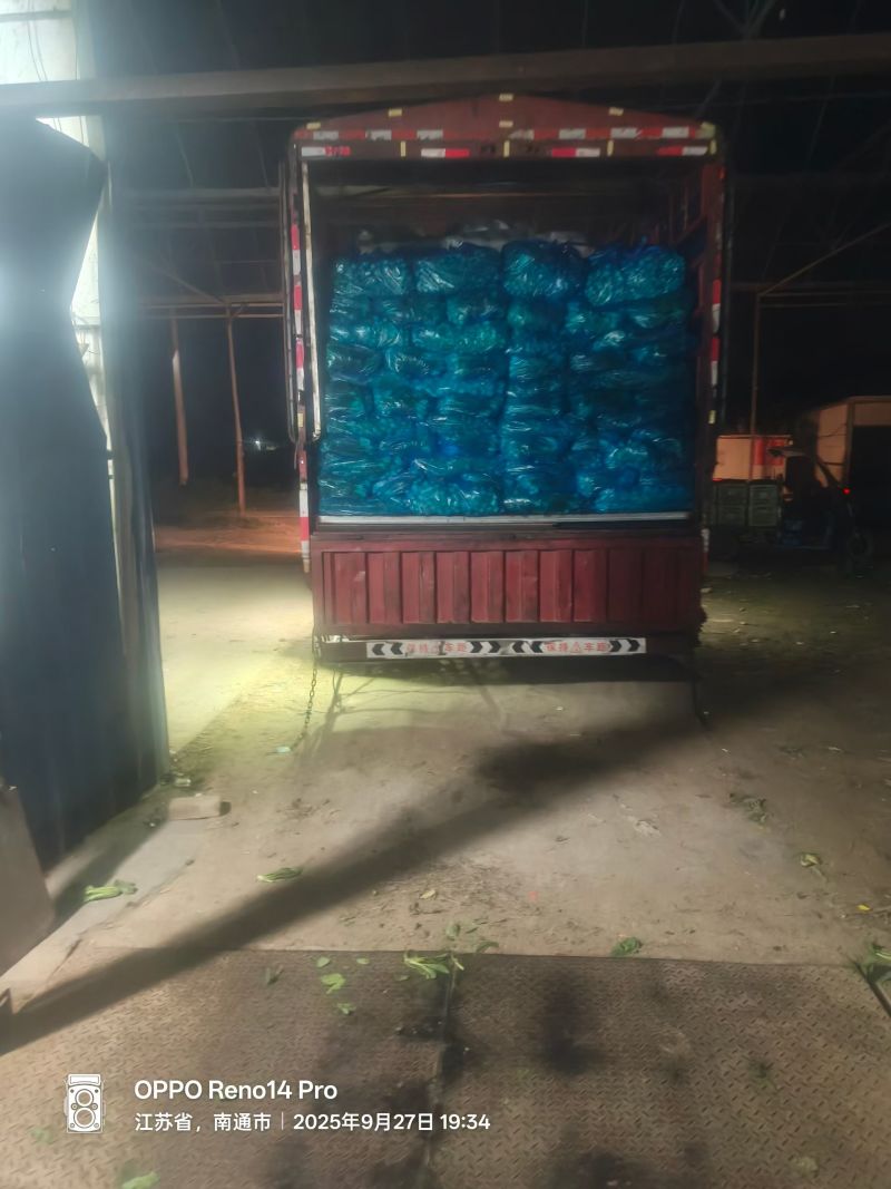 青菜大量供应食品厂***********