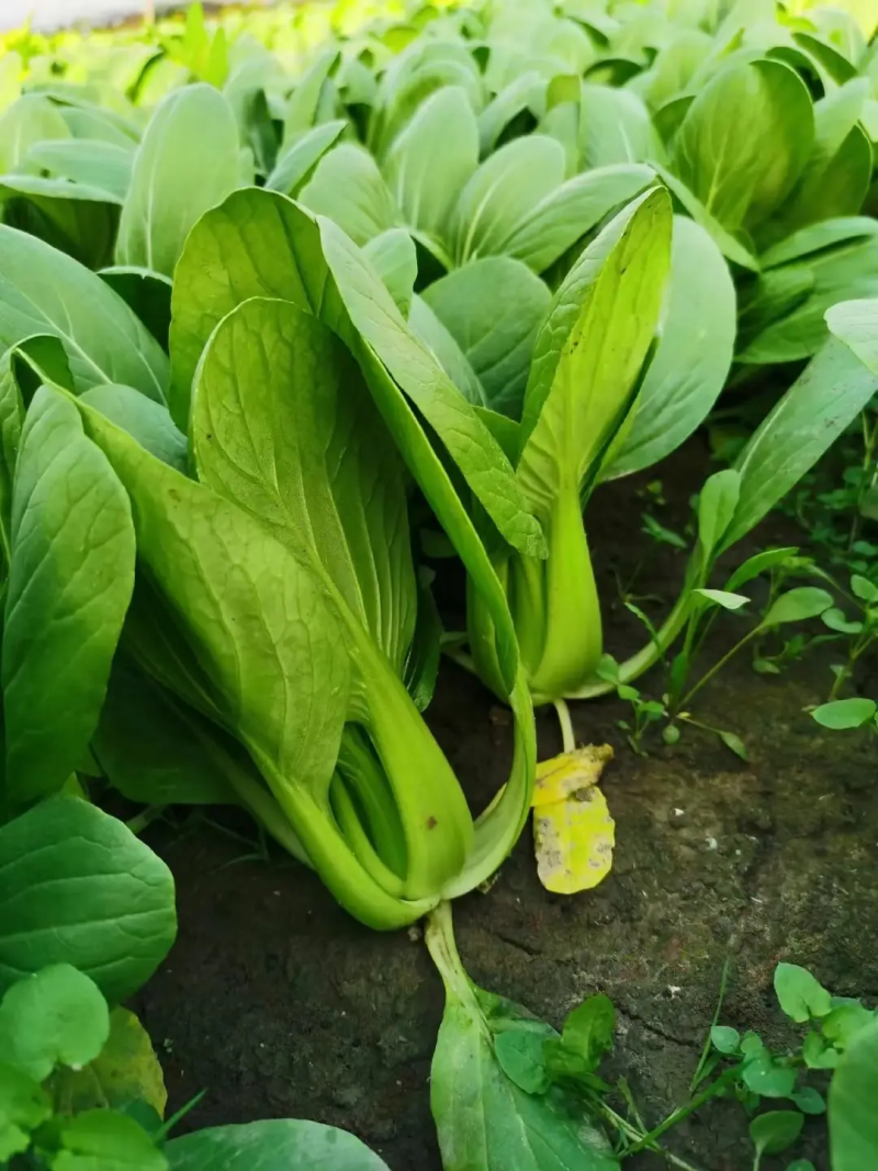 青菜大量供应食品厂***********
