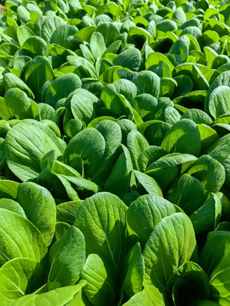 青菜大量供应食品厂***********