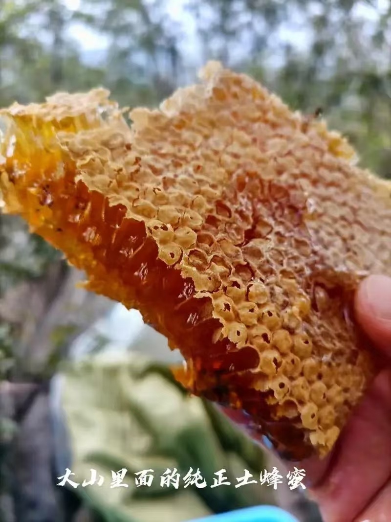 正宗土蜂蜜